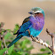 Carraca lila (Lilac-breasted roller)