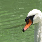 Mute swan