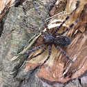 Wolf spider