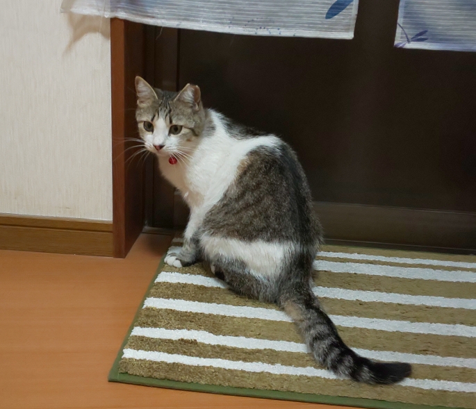 N-ONEのてつやんさんが投稿したカスタム事例の投稿画像4枚目
