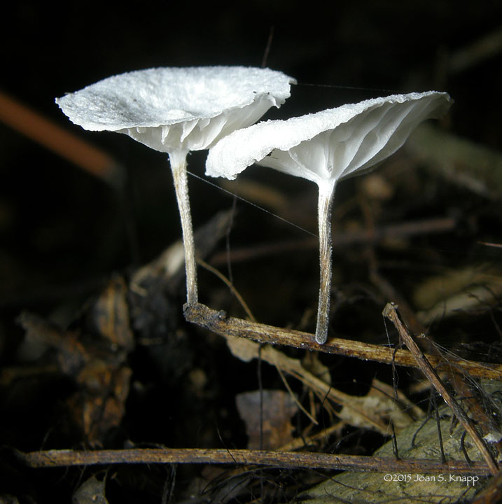 Marasmiellus candidus