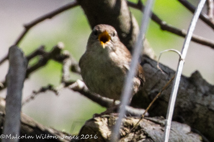 Wren