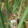 Blue-fronted Dancer