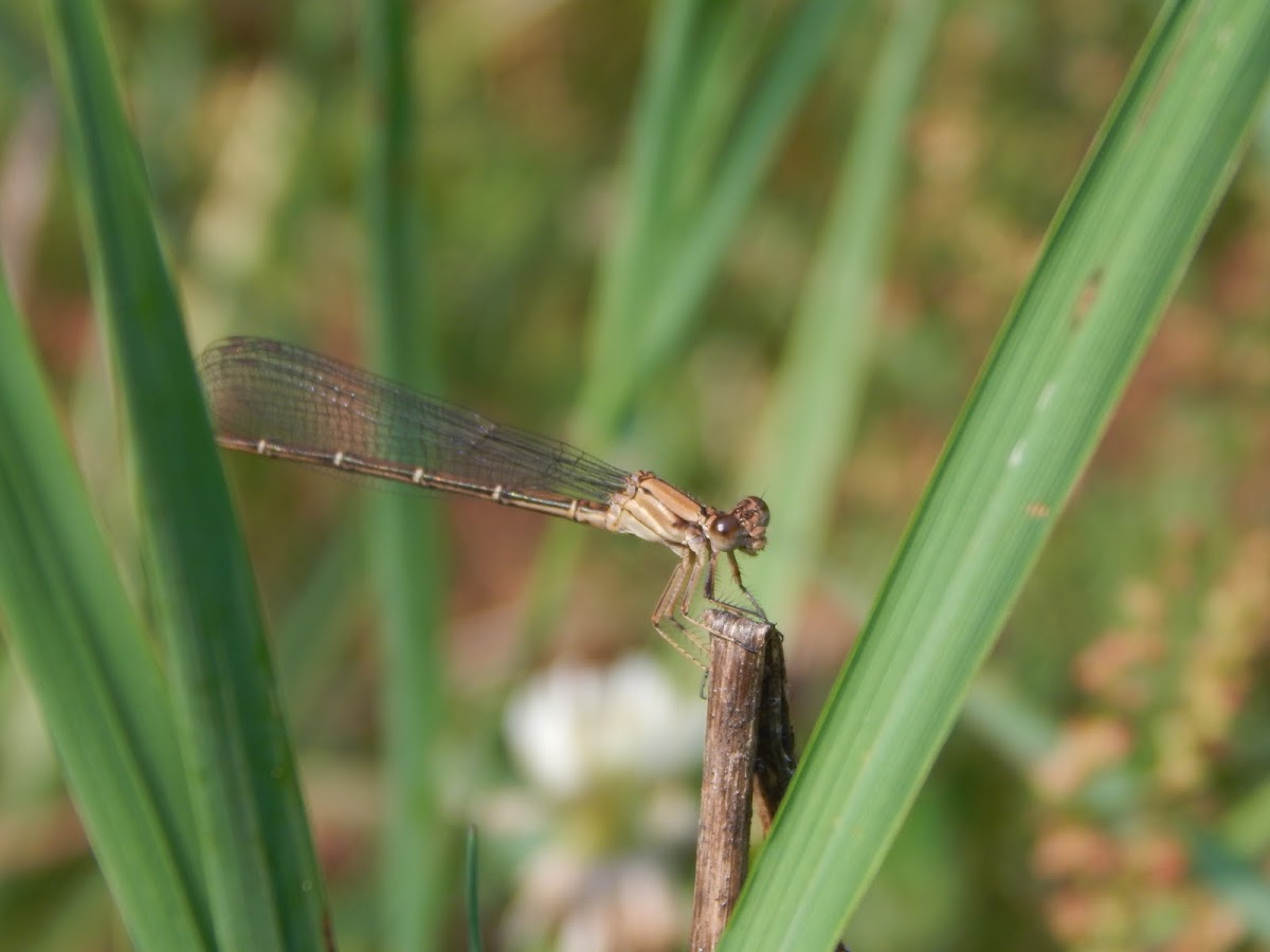 Blue-fronted Dancer