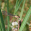 Blue-fronted Dancer