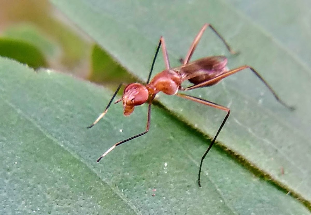 Orange stilt-legged fly.