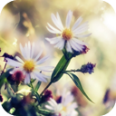 Purple flowers Chrome extension download