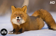 Fox HD Wallpapers Foxes New Tab Theme small promo image