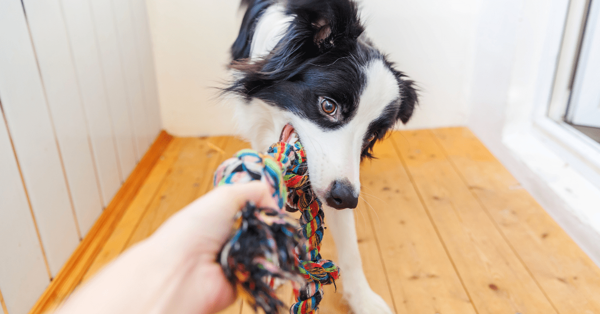 Cachorro brincando