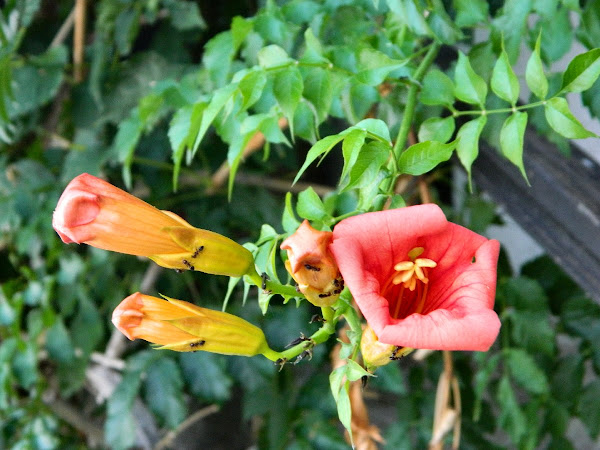 Campsis radicans - Wikipedia