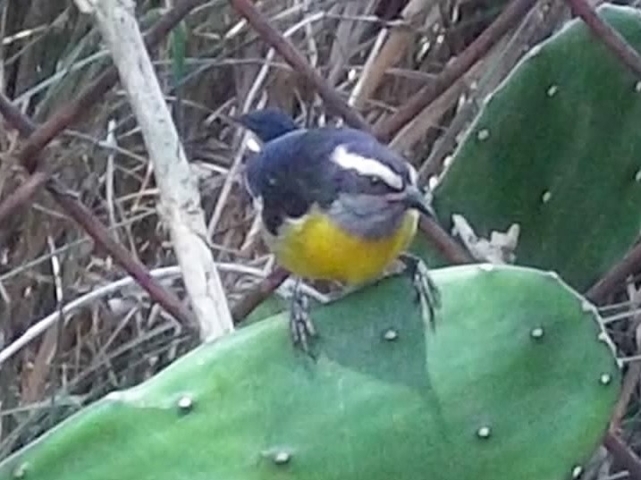 Reinita Común/ Bananaquit