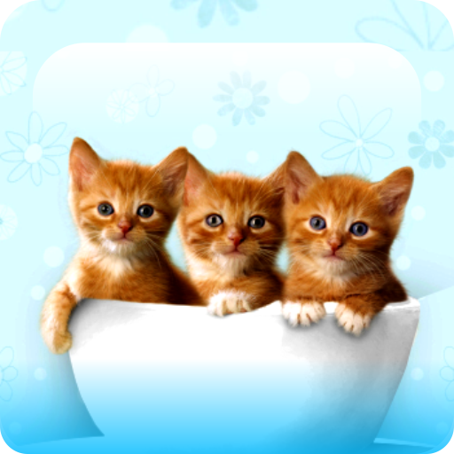 Kittens And Cats Wallpapers Aplicații Pe Google Play