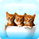 Download Kittens And Cats Wallpapers For PC Windows and Mac 1.0.0