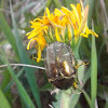 Rose chafer(Cetonia)/Бронзовка