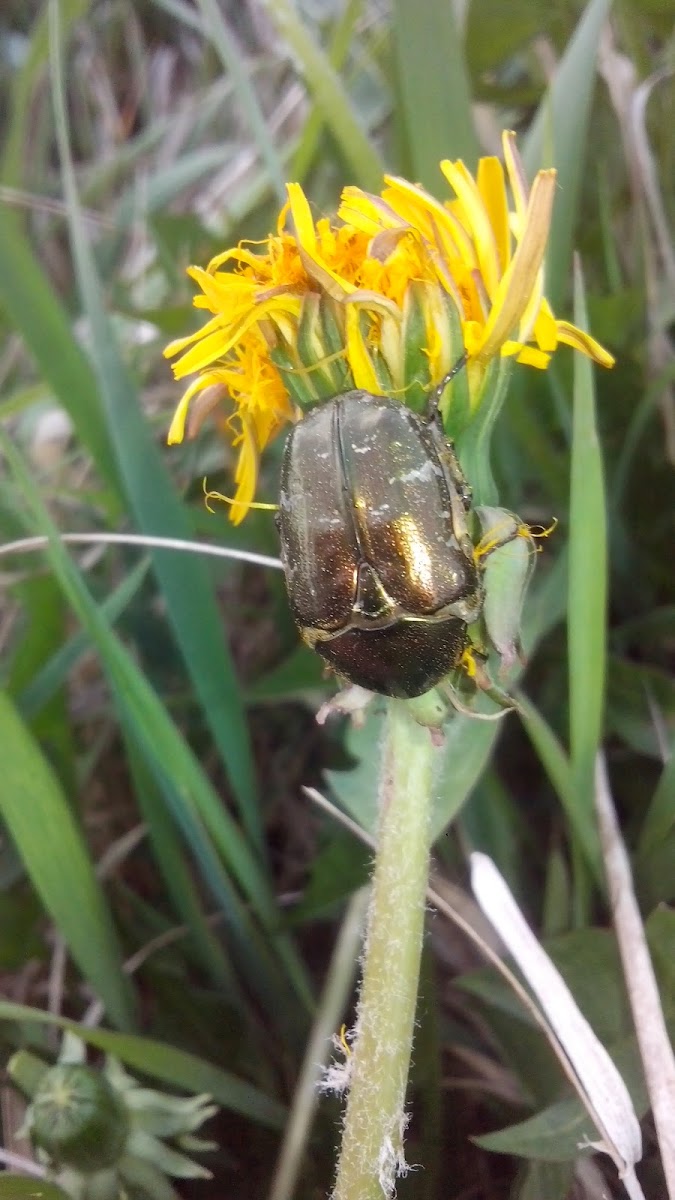 Rose chafer(Cetonia)/Бронзовка