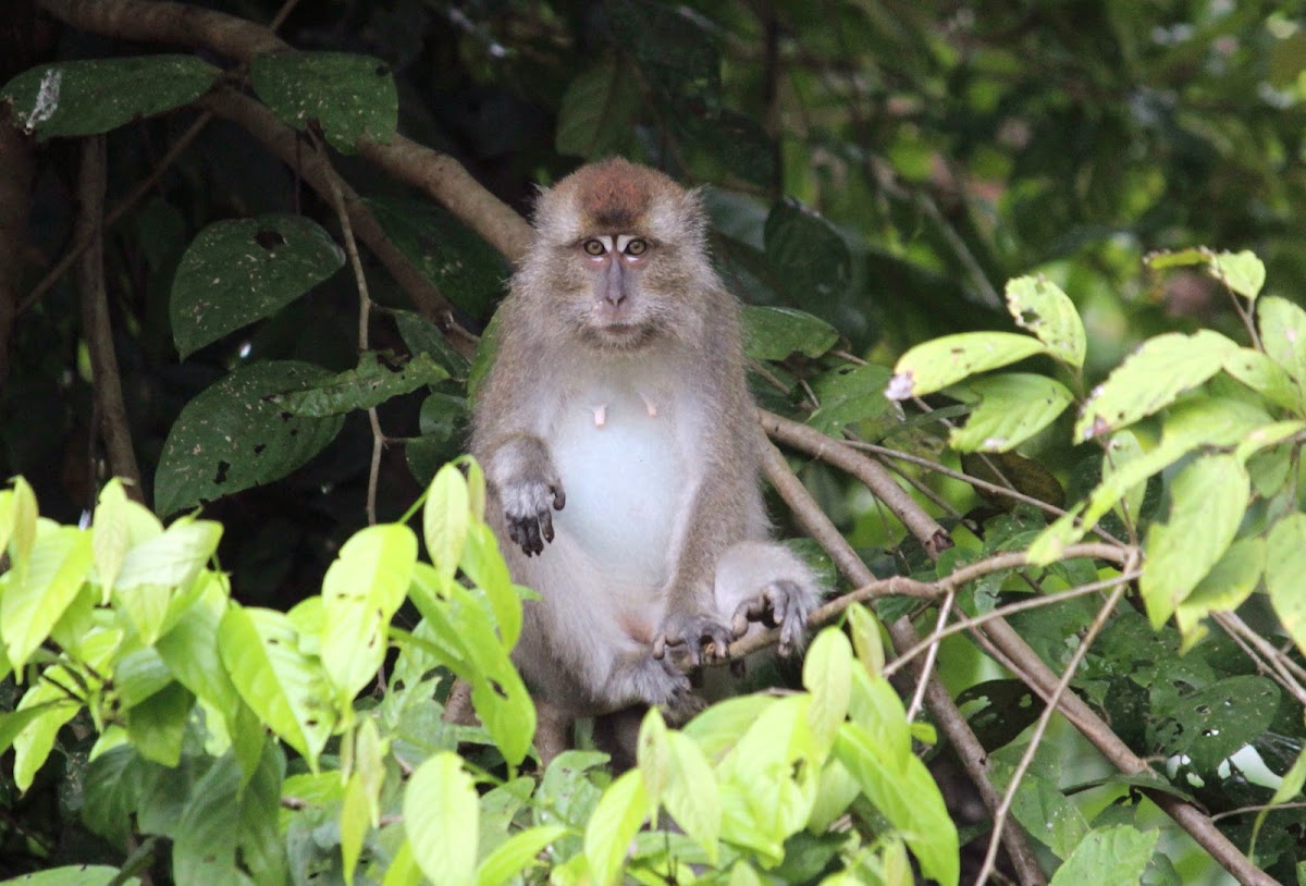 Long-tailed Macaque or Crab-eating Macaque