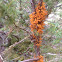 Cedar-Apple Rust