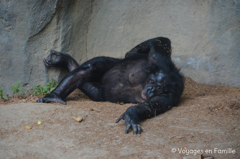 San Diego Zoo - lost forest bonobos