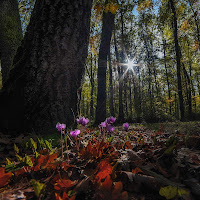 Fiori d'autunno di 