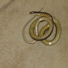 Yellow-Bellied Racer (Juvenile)