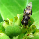 Hover Fly or Syrphid Fly