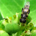 Hover Fly or Syrphid Fly