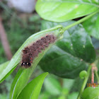 Caterpillar