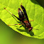 Northern Paper Wasp