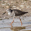 Redshank