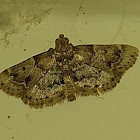 Tropical Meal Moth