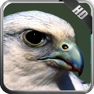 Falcon Wallpaper.apk 1.0