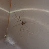 harvestman