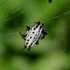 Spiny Orb-weaver