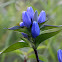 Bottle Gentian