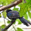 Asian Koel (male)