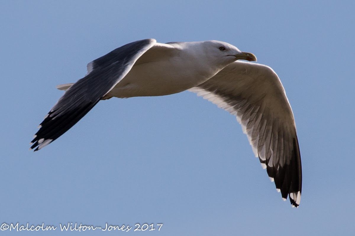 Lesser Black-backed Gull