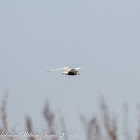 Whiskered Tern; Fumarel Cariblanco