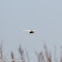 Whiskered Tern; Fumarel Cariblanco