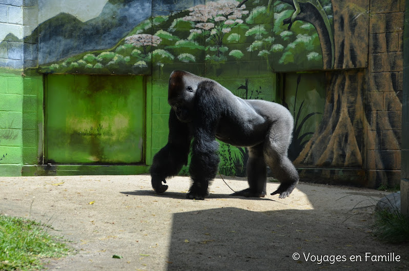 San Diego Zoo - lost forest gorillas