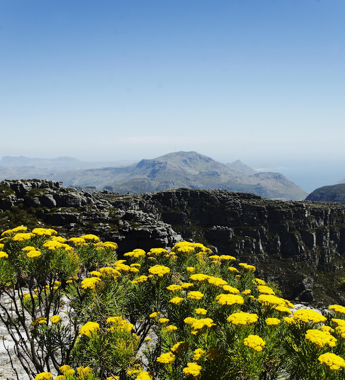 Fynbos on Table Mountain, Cape Town.