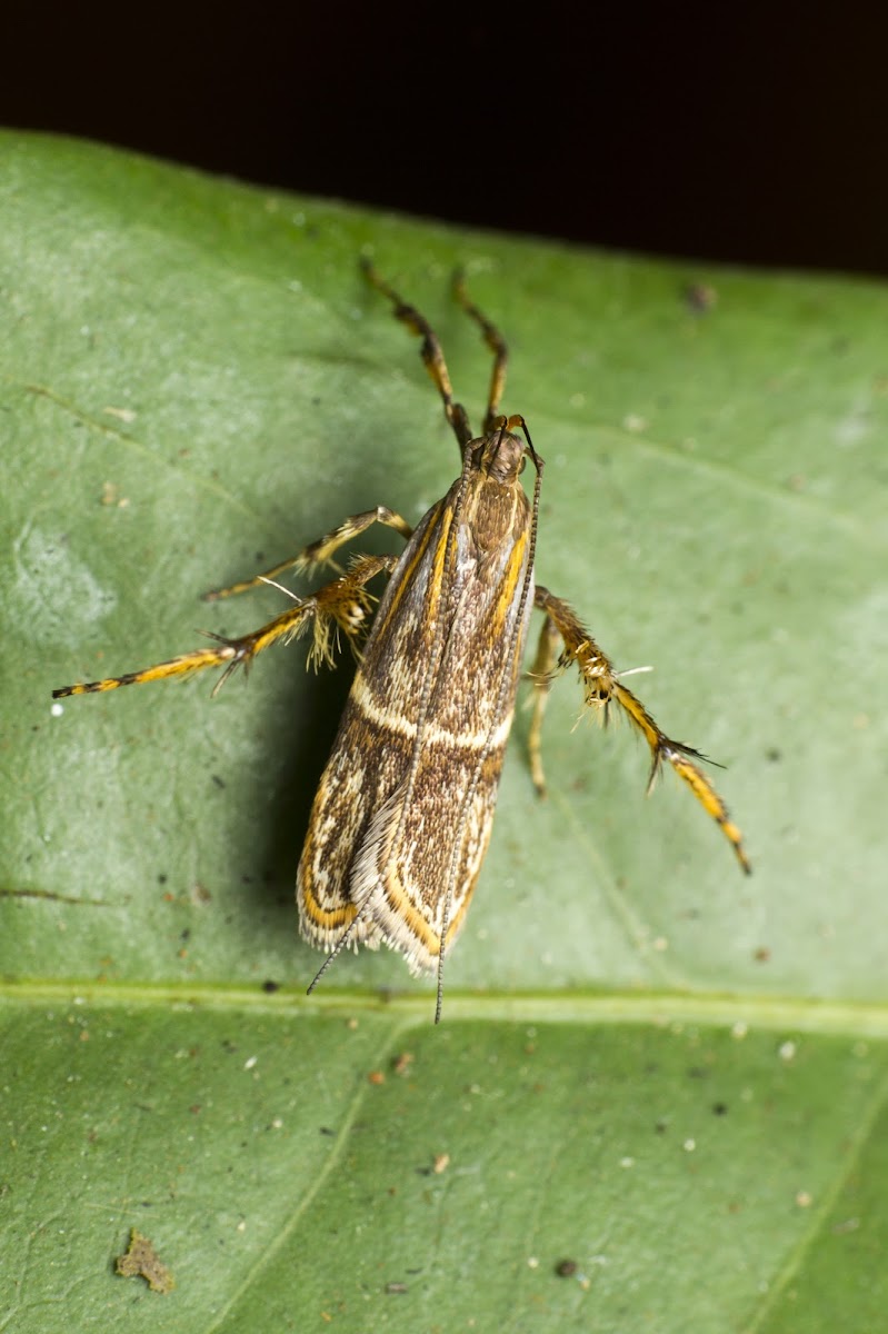 Long Horned Moth