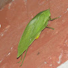 Katydid