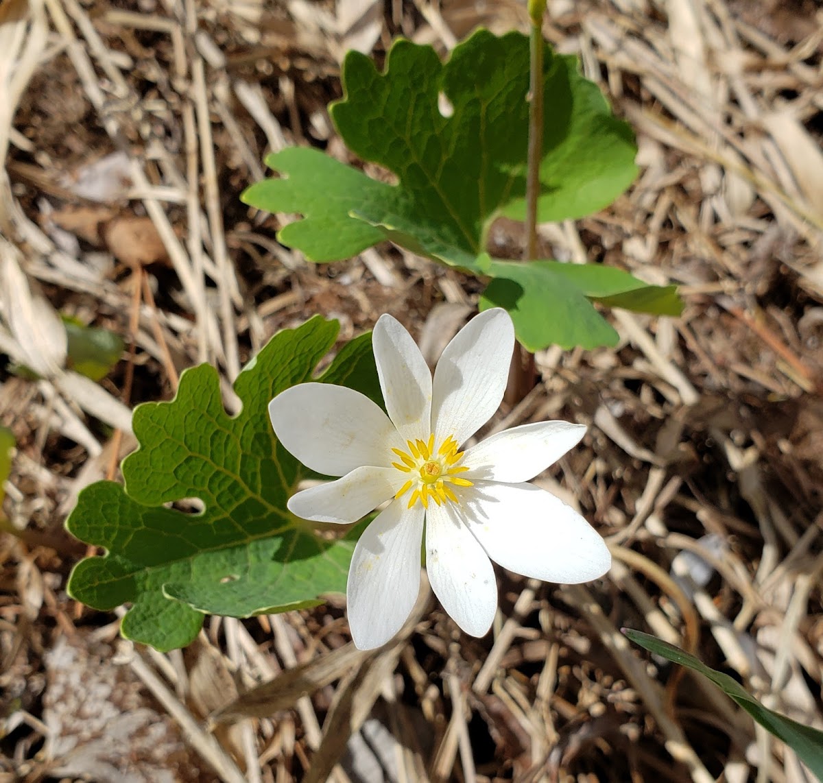 Bloodroot