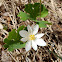 Bloodroot