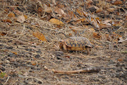 A leopard tortoise.