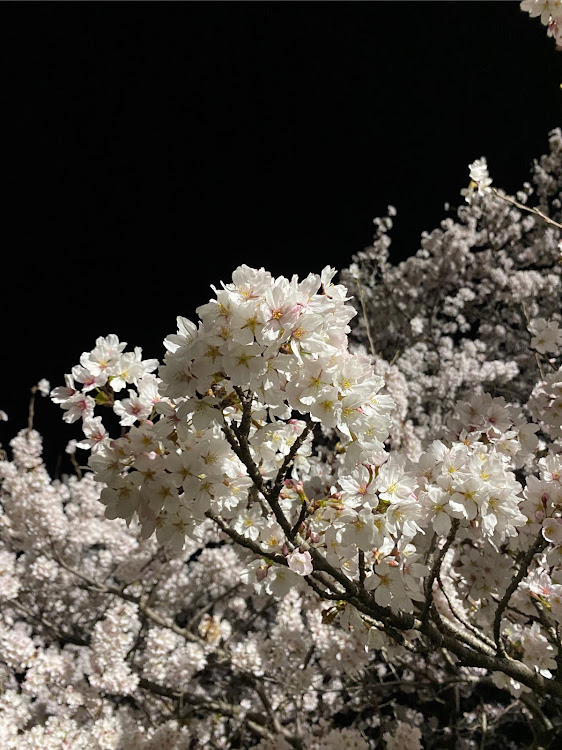 スカイライン GT-Rの桜とコラボ🌸・サクラと愛車・桜とコラボ・ドライブ・エムズガレージに関するカスタム事例の投稿画像8枚目