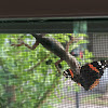 Red admiral