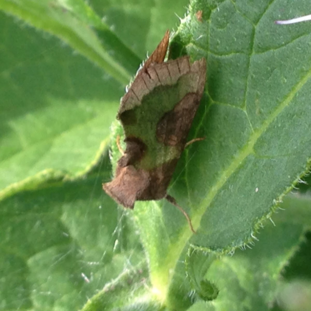 Burnished Brass