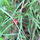 Two-lined Spittle Bug