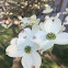 Flowering dogwood